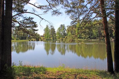 Göl yüzeyinin gövdeleri arasındaki ağaç dallarından görünüşü. Bahar manzarası.