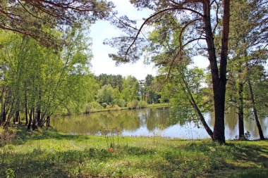 Ağaçların arasındaki göl kıyısının güzel bahar manzarası.