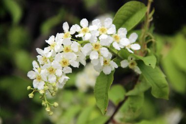 Çiçek açan ve bal toplayan vahşi bir elma ağacının dalı..