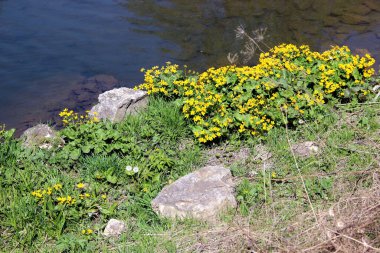 Nehir kıyısındaki sarı çiçek grubu. Koyu soğuk su ve yeşil çimenler taşların arasında yayılıyor..