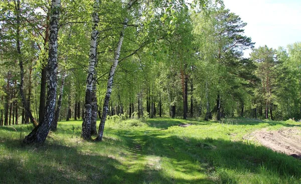Baharda yeşil orman. Yol kenarında huş ağaçları var..