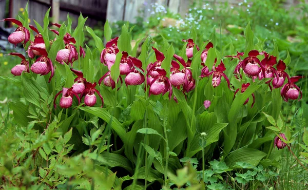 Hanımefendinin terlik çiçekleri yaprakların ve çimenlerin arasında bir sırada. Bahar zamanı arka bahçe.