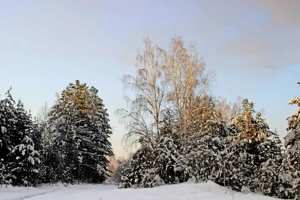 Несколько Берез Среди Хвойных Деревьев Зимой Снег Покрывает Ветви Деревьев — стоковое фото