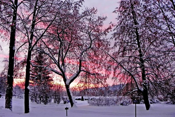 Crimson Zonsondergang Het Park Winter Door Takken Van Bomen Zie — Stockfoto