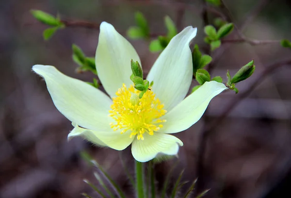 Den Vakre Snødråpen Første Blomstene Som Dukker Opp Våren – stockfoto