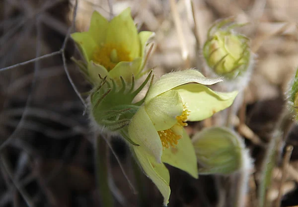 春に花を咲かせる最初の花の一つです — ストック写真