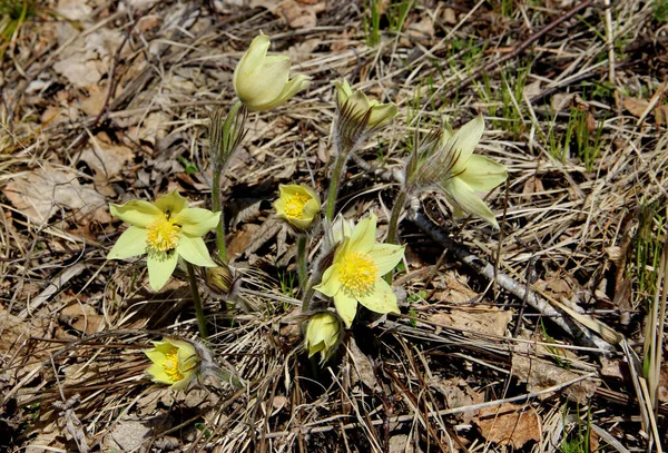 Güzel kar damlası ilkbaharda ortaya çıkan ilk çiçeklerden biridir.