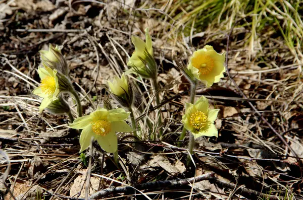 Güzel kar damlası ilkbaharda ortaya çıkan ilk çiçeklerden biridir.