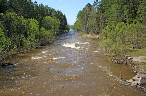 Petite Rapide Rivière Transporte Son Eau Parmi Les Arbres Verts — Photo