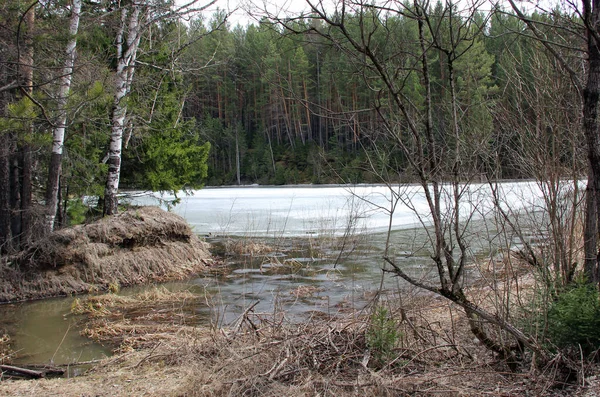 Vue Sur Une Rivière Gelée Travers Les Branches Nues Herbe — Photo