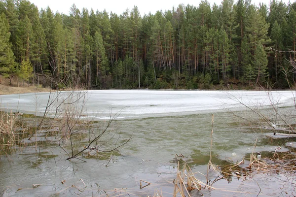 Horní Roh Kosočtverce Zamrzlé Řeky Leží Jehličnatém Zeleném Lese — Stock fotografie