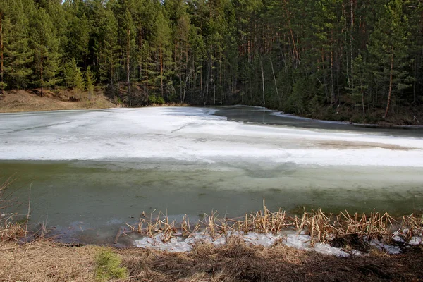 Coin Supérieur Triangle Rivière Gelée Repose Dans Une Forêt Conifères — Photo