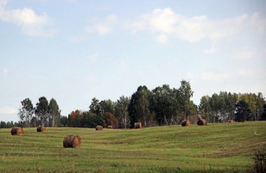 Rolls of hay lying down a field. Forest in the background. Autumn landscape.