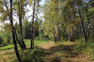 A birch grove in autumn time. Fallen leaves between green grass on a dirt road.