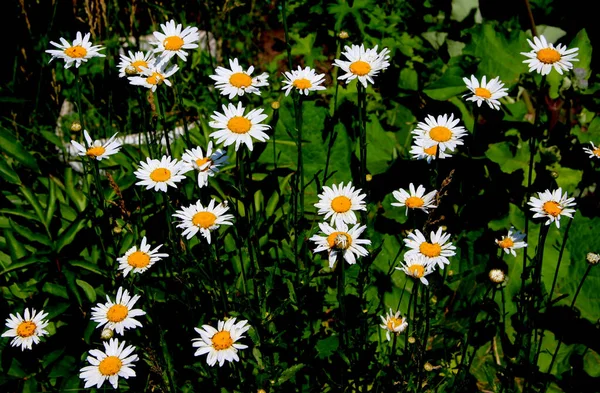 Bed Daisies Close Summer Time Flowering — Photo