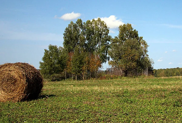 Roll Hay Field Some Trees Background Autumn Landscape — Stockfoto