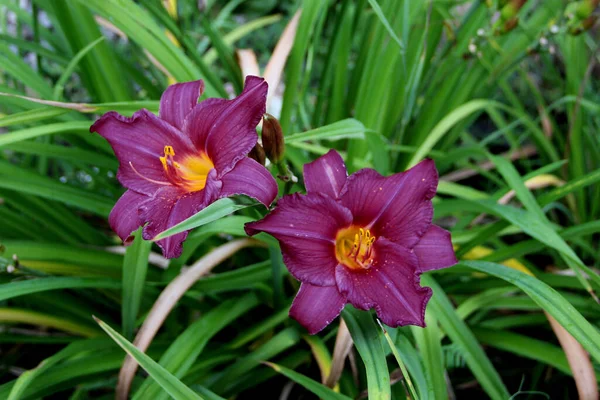 Two bright purple buds with golden colored cores. View from above.