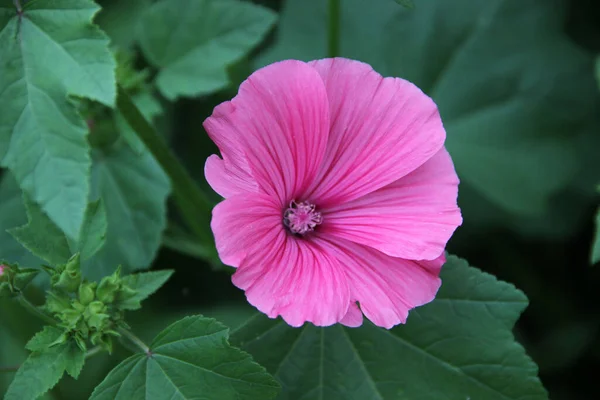 Top View Lovely Pink Open Flower Bud — Fotografia de Stock