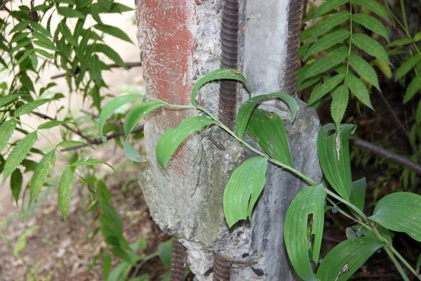 Reinforced Concrete Pile Bushes Grasses — Stock Photo, Image