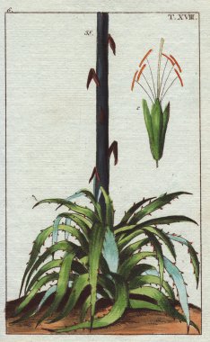 Yüzyıl bitki illüstrasyon