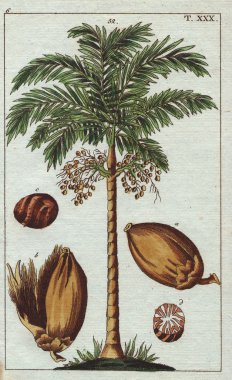 Areca palmiye ağacı meyve - areca somun