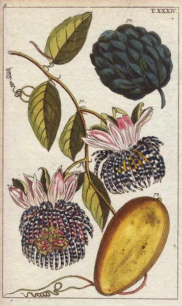 Manzana azucarera y maracuyá — Foto de Stock