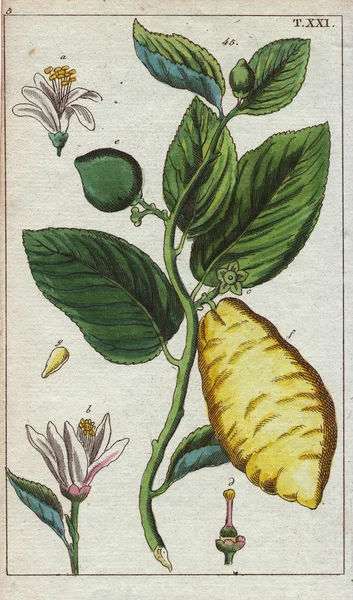Citron montrant des fruits, feuilles et fleurs — Photo