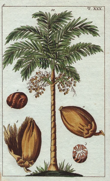 Areca palm tree with fruit - areca nut — Stock Photo, Image