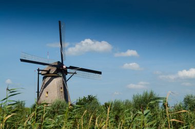 Kinderdijk, Hollanda, Ağustos 2019. Güzel bir yaz gününde, Hollanda kırsalında, uzun yeşil otlarla kaplanmış, mükemmel durumda, tarihi bir rüzgar değirmeni..