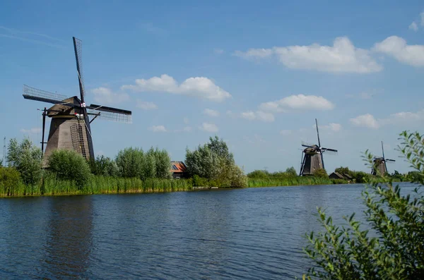 Kinderdijk, Hollanda, Ağustos 2019. Güzel bir yaz gününde, Hollanda kırsalında, uzun yeşil otlarla kaplanmış, mükemmel durumda, tarihi bir rüzgar değirmeni..