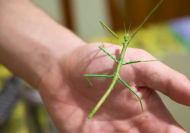 Scenes of life at home: a boy plays holding his stick insect on his hand, in the blurred background the kitchen table where the faunabox is being cleaned. Green leaves can be seen. clipart