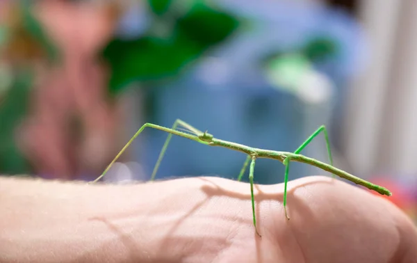 Scenes of life at home: a boy plays holding his stick insect on his hand, in the blurred background the kitchen table where the faunabox is being cleaned. Green leaves can be seen.