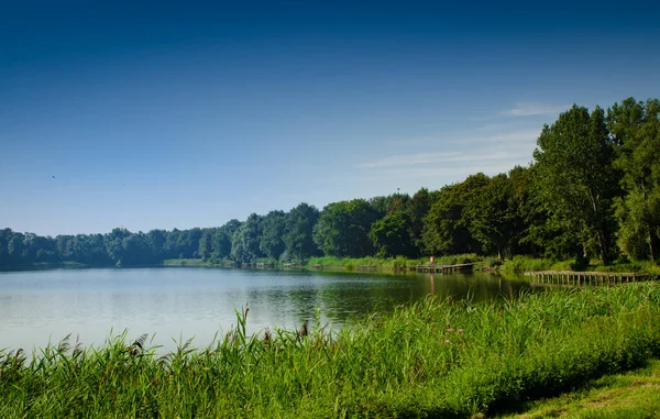 オランダへ行け オランダの田舎の湖の風景 葦木製の桟橋と交互に 鬱蒼とした森が湖を取り囲む 緑がシーンを支配しています 夏の日 夕方に向かって — ストック写真
