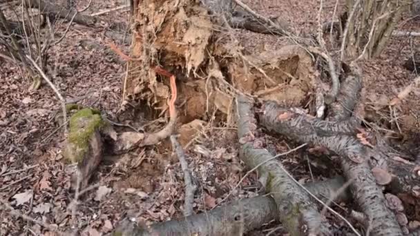 Conceptueel Beeld Van Verval Vernietiging Van Natuur Een Boom Gevallen — Stockvideo