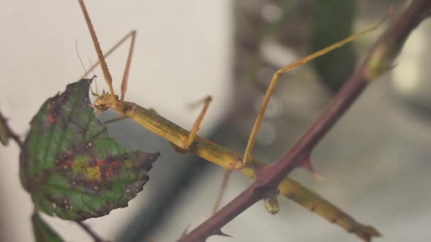 Bir Sopa Çekirgesini Tutsakken Yakından Çekerken Kafası Yaprak Yerken Yavaşça — Stok video