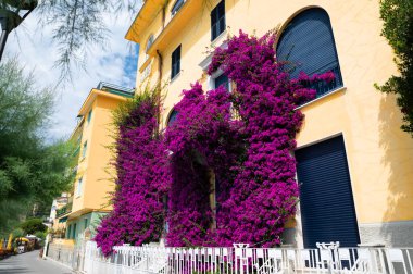 Monterosso, Liguria, İtalya. Haziran 2020. Evin karakteristik çiçekleri onlara özel bir cazibe veren evlerin cephelerini kapsıyor. Güzel bir yaz günü.