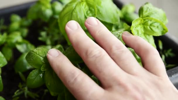 Basilic Cultivé Pots Gros Plan Les Feuilles Vert Foncé Avec — Video