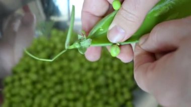Erkek eller bezelyeleri kabuklarından soyar, bir salata kasesine atılır. Yakın çekim..