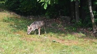 Piedmont, İtalya 'daki Gesso Vadisi' nde tutsak bir kurdun inanılmaz görüntüleri. Toprağı kokladıktan sonra yeri işaretlemek için onu karnına sürer..