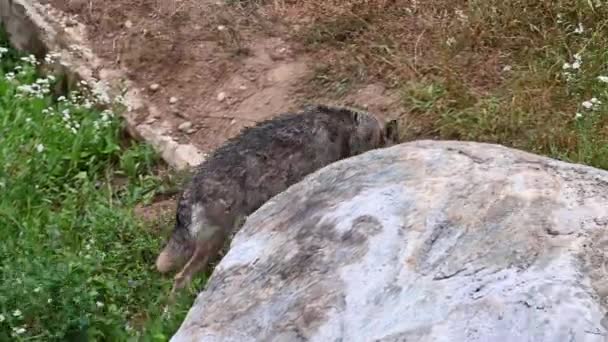 Εκπληκτικό Υλικό Ενός Λύκου Αιχμαλωσία Στην Κοιλάδα Γκέσσο Πίντμοντ Ιταλία — Αρχείο Βίντεο