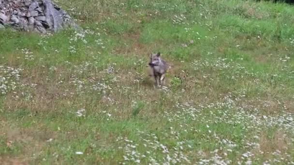 Amazing Footage Wolf Captivity Gesso Valley Piedmont Italy Got Prey — Stock Video