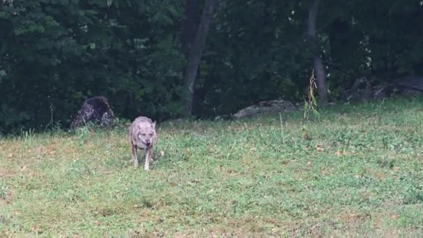 在意大利皮埃蒙特的格索河谷 一只狼被圈养的惊人镜头 他正在嚼着一块肉当饭吃 他回头看了看 — 图库视频影像
