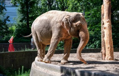 Berlin, Almanya, 14 Ağustos 2023. Berlin Hayvanat Bahçesi 'nde kumlu bölgede yürüyen büyük bir Asya fili güneşli bir gündüz ziyareti sırasında ziyaretçiler korkuluklardan izliyor.