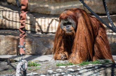 Berlin, Almanya, 14 Ağustos 2023. Uzun kırmızı kürklü yetişkin orangutan Berlin Hayvanat Bahçesi 'nde sakince dinleniyor. Gün ışığında düşünceli bir portre.