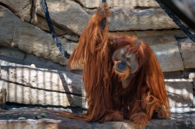 Berlin, Almanya, 14 Ağustos 2023. Hayvanat bahçesindeki bir ipe asılmış uzun kızıl saçlı bir turuncu. Gün ışığında doğrudan kameraya bakıyor.