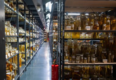 Berlin, Almanya, 15 Ağustos 2023. Bilimsel bir depolama tesisinde raflarda bulunan sıvı dolu kavanozlarda muhafaza edilen biyolojik numunelerin geniş bir koleksiyonu.