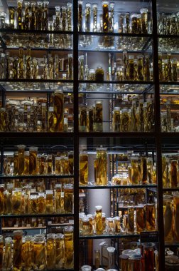 Berlin, Almanya, 15 Ağustos 2023. Berlin Doğal Tarih Müzesi geniş raflarda cam kavanozlarda alkol içinde korunmuş sayısız hayvan numunesi sergiliyor.