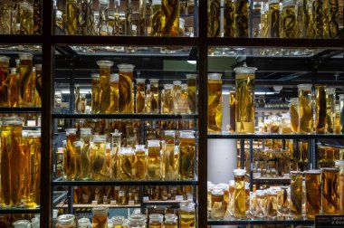 Berlin, Almanya, 15 Ağustos 2023. Sıvıyı korumaya daldırılmış biyolojik örnekler aydınlatılmış raflarda sergilenen sayısız kavanozu doldurarak bilimsel bir koleksiyon sergiliyorlar.