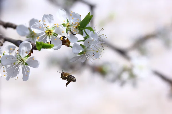 Çiçeklerin üzerinde uçan arı