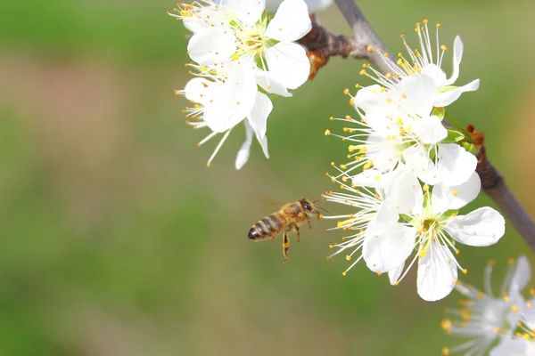 Çiçeklerin üzerinde uçan arı